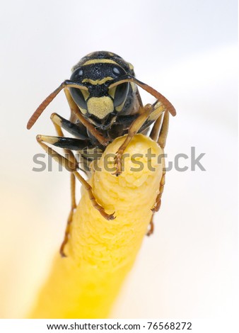 Wasp on a flower.