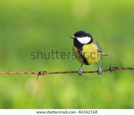 Great tit on a barbed wire fence.