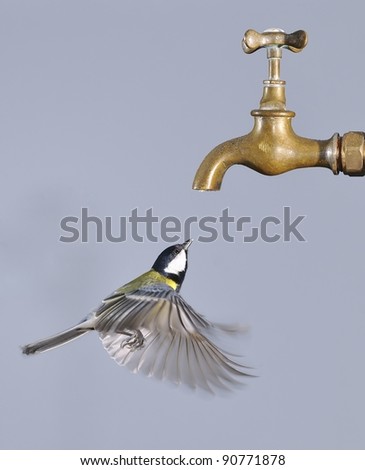 flying bird to drink from a tap stock photo 90771878 flying bird to drink from a tap stock photo 90771878