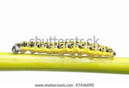 Caterpillar of the cabbage.