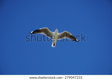 Seagull Flying High In Sky Underneath View