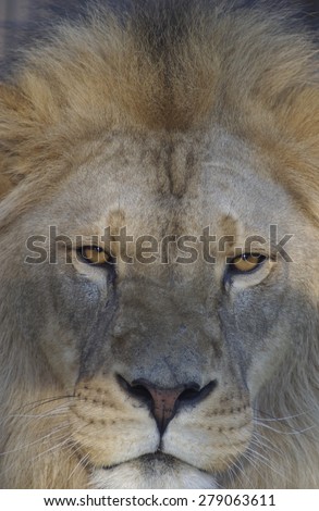 Lion Staring at Camera Strong Front Lighting