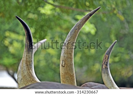 Horns from Longhorns