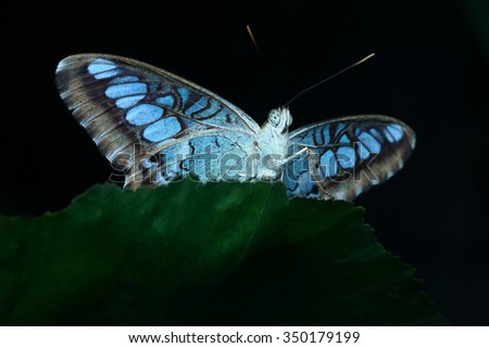 Glow in the dark butterfly