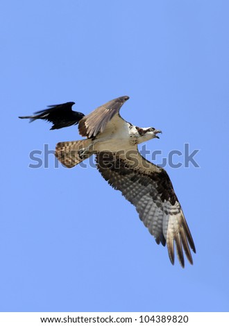 Osprey in Flight Being Attacked by Black Bird