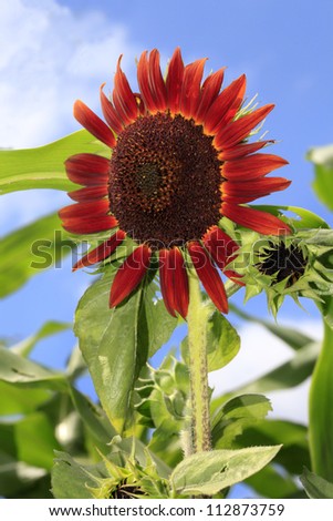 Red Sunflower Blossom