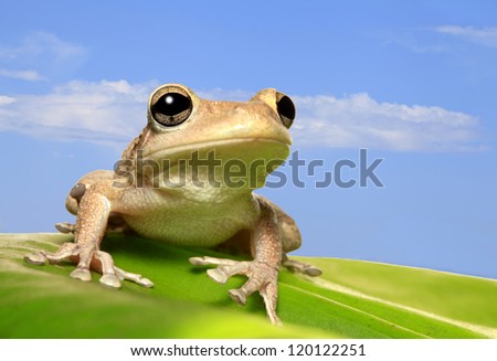 Cuban Tree Frog on Backlit Leaf Against Blue Sky