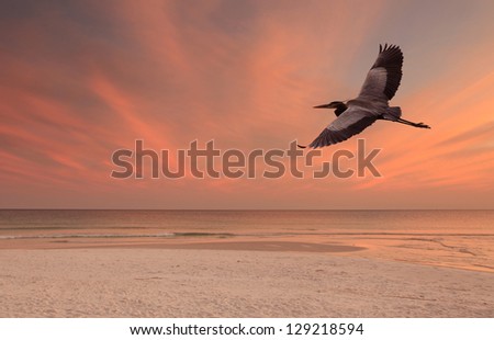 Great Blue Heron Flying over a White Sand Beach at Sunset