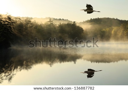 Great Blue Heron flies over foggy lake at dawn