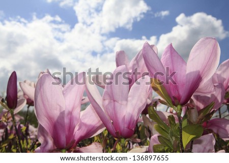 Backlit Tulip Tree Blossoms Against a Beautiful Cloudy Sky