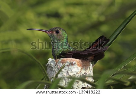 A Beautiful Rufous-Tailed Hummingbird Sitting on It's Nest
