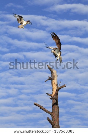 Two Osprey, One Landing on Dead Tree the Other Flying By against Beautiful Cloudy Sky