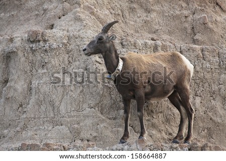 A female, big horn sheep with a tracking collar in the rocks of badlands national park