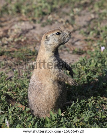 A Gunnison's Prairie Dog, Standing and Searching for Enemies