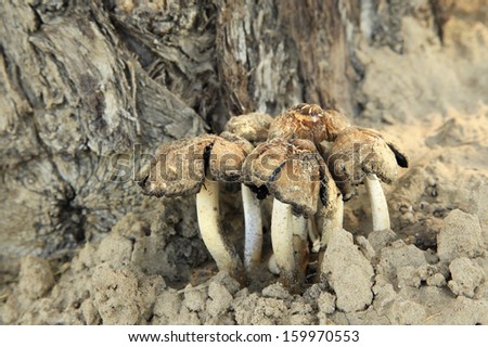 Weathered Mushroom as the grow in the dry soil under a tree in Utah