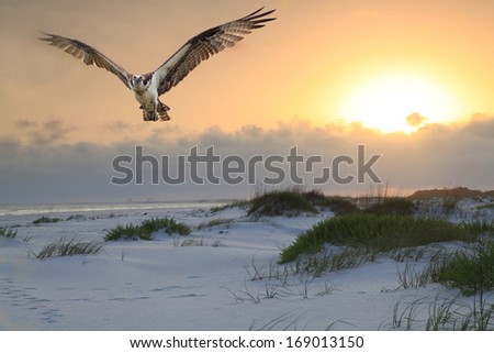 An Osprey flies over a white sand beach as the sun rises