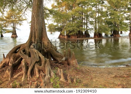 Bald Cypress Trees at the Lakes Edge as the Sun Sets