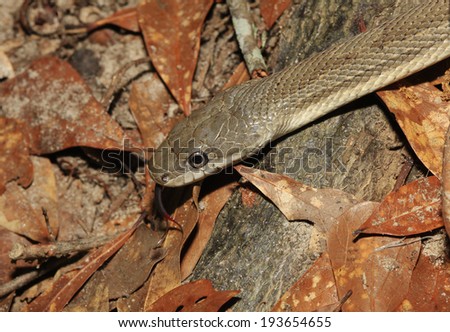 A Close Up of a Large Pine Snake with It\'s Tongue Out