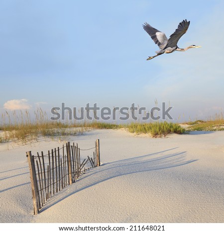 A Great Blue Heron Flying Over a Beautiful White Sand Florida Beach