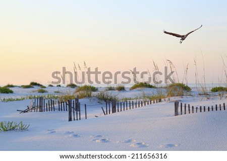 A Great Blue Heron Flying Over a Beautiful White Sand Florida Beach at Sunrise