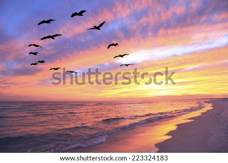 A Flock of Brown Pelicans Fly Over the Beach as the Sun Sets
