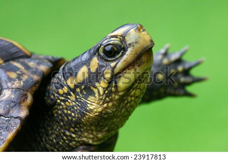Eastern Box Turtle on Green Background