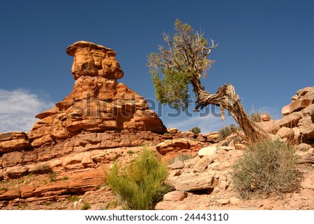 Canyon Lands Sandstone Formation and Juniper