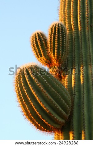 Saguaro Cactus Closeup at Sunrise