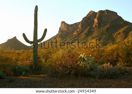 Picacho Peake and Saguaro Cactus  at Sunrise