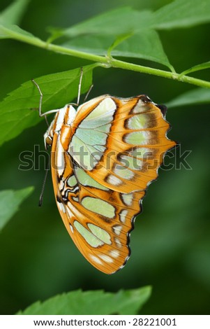 Malachite Butterfly Hanging Upside Down