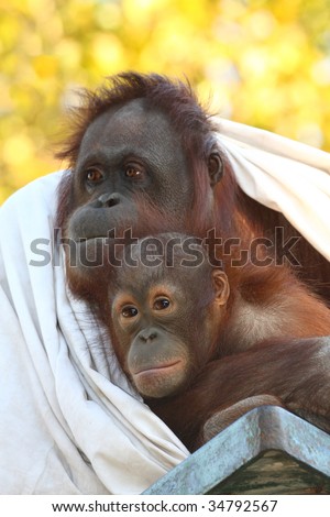 Mother and Baby Orangutan wrapped in a Blanket, in the Fall