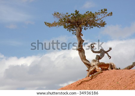 Desert Juniper