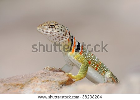 Collared Lizard (female)