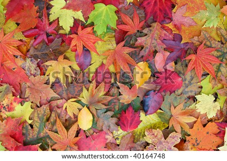 Autumn Leave Assortment, maple oak,