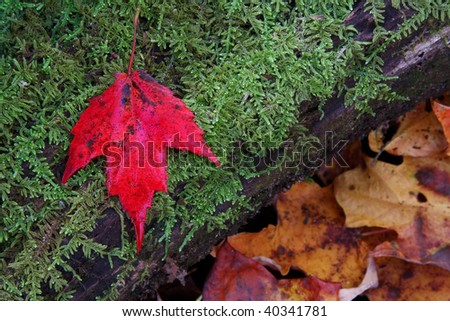 Single Red Maple Leaf on Mossy Log