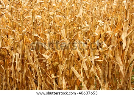 Corn Field in the Fall