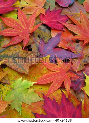 Fall Maple Leaves in Full Color