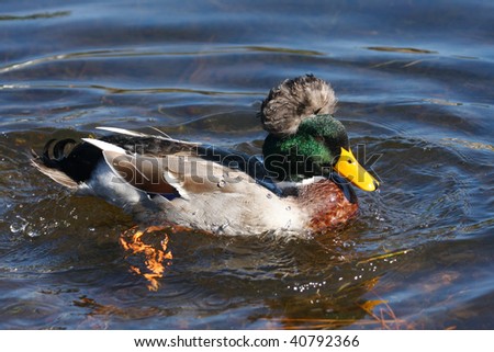 Male Bathing