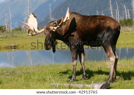 Alaskan Pond