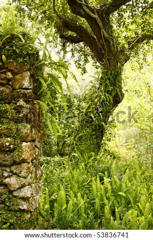 Old Garden Wall, Tree and Ferns