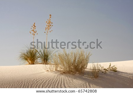 Soaptree Yucca in the Morning Light at White Sands New Mexico