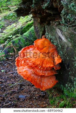 Mushroom, Chicken Mushroom Growing on Dead Tree
