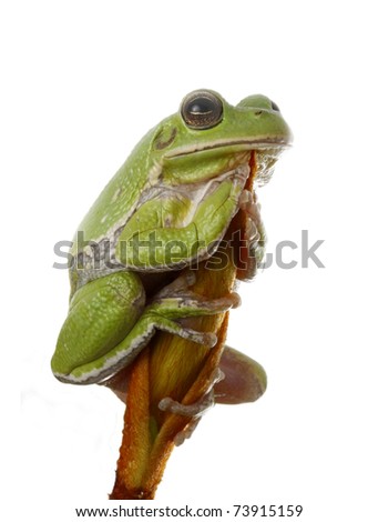 Barking Tree Frog Appearing to Pray While Clinging to Magnolia Bud