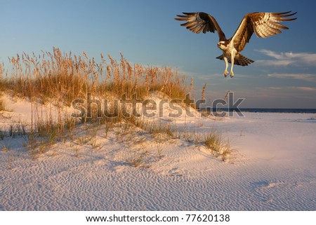 Osprey Flying Over White Sand Beach