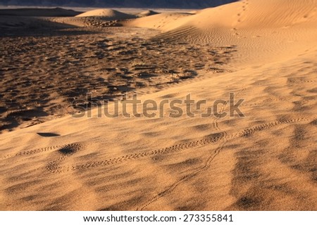 Animals foot prints at Sahara Desert