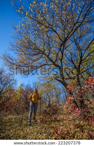 Hiking at autumn forest. Bright yellow and red colors of autumn forest and female hiker with trekking poles and dressed in orange down jacket