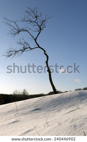 Withered tree on the snowbound field. Silhouette of separate withered tree and hill covered with fresh deep snow on the foreground.