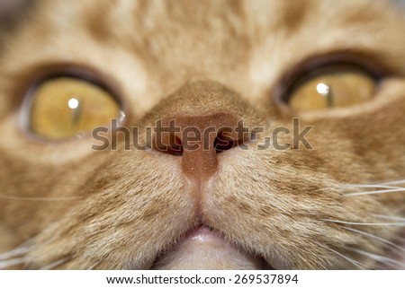 Cat nose close up photo with eyes in remote perspective