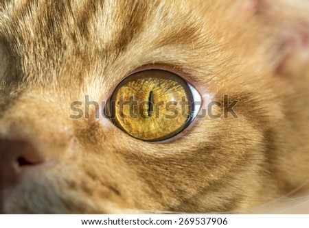 Close up image of cat\'s eye. Red orange fur cat head eye macro narrow black pupil looking into camera