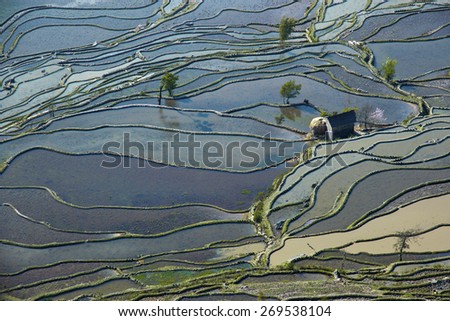 Flooded rice fields in South China. From above view on rice terraces in Yunnan province of China flooded with water growing rise